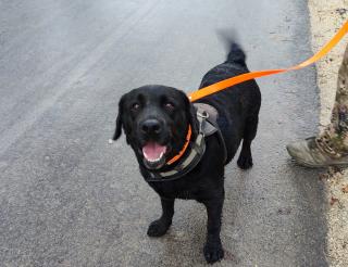 Поисковая собака Сарделя из Симферополя спасала людей в зоне СВО
